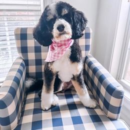 Basil - Bernedoodle