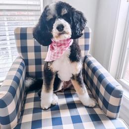 Basil - Bernedoodle