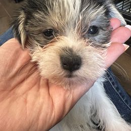 Chihuahua, Morkie, and Yorkshire Terrier Puppies from Patty’s Paws