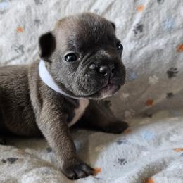 French Bulldog Puppies from Stephanie Jones