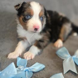 Freddie - Blue merle male Miniature Australian Shepherd puppy in Reno, Nevada from Battle Born Mini Aussies