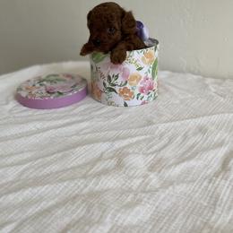 Poodle Puppies from Pups and Paws Toy Poodles