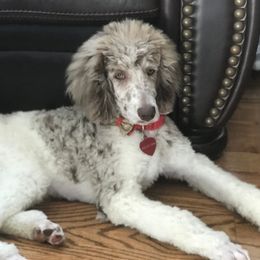 Bernedoodle and Goldendoodle Puppies from Cottrell’s Poodles & Doodles