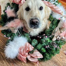 Golden Retriever All Grown Up from Alfalfa Lane Adventures