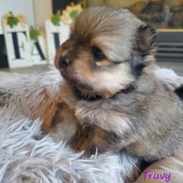Truvy - Cream sable female Pomeranian puppy in Saint Charles, Missouri from Bisous Pomeranians & Heartland Sh