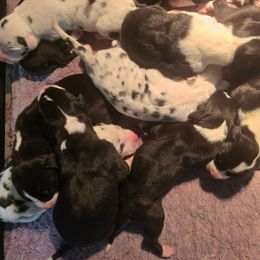 Harlequin Male A - Harlequin male Great Dane puppy in Golconda, Illinois from Breken Great Danes