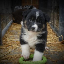 Australian Shepherd All Grown Up from K & R Australian Shepherds