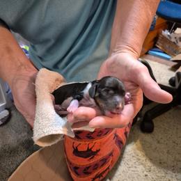 Angel - Piebald female Dachshund puppy in Mountain Home, Idaho from Desert Wind Dachshunds