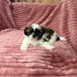 Maisie - Tricolor female Shih Tzu puppy in Phoenix, Arizona from Spoiled ShihTzu LLC