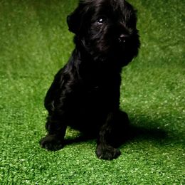 Noir - Black male Miniature Schnauzer puppy in Calera, Alabama from Burnett Cove Kennels