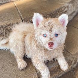 Senna - Lavender female Pomsky puppy in Cleveland, Ohio from Lake Point Pomskies