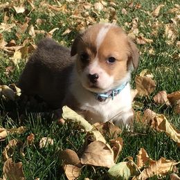 Pembroke Welsh Corgi Puppies from Walkabout's Pembroke Corgi's