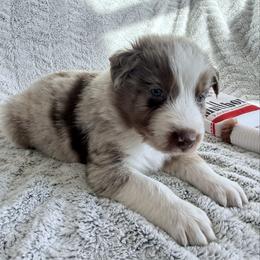 Marsha - Red merle female Australian Shepherd puppy in Atkinson, Illinois from Diamond Ridge Aussies