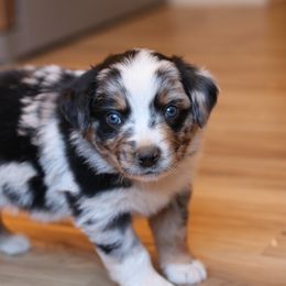 Hamilton - Blue merle Australian Shepherd puppy in Noxon, Montana from MITIN Aussies AKC Standard Australian Shepherds