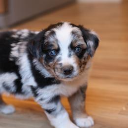 Hamilton - Blue merle Australian Shepherd puppy in Noxon, Montana from MITIN Aussies AKC Standard Australian Shepherds