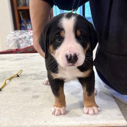 Boy 4 - male Greater Swiss Mountain Dog puppy in Pasadena, California from Park Place Swissys