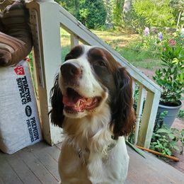 Levi - English Springer Spaniel