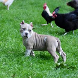 Girl 3 - Fawn female American Bully puppy in Baltimore, Maryland from Weight In Gold Kennels