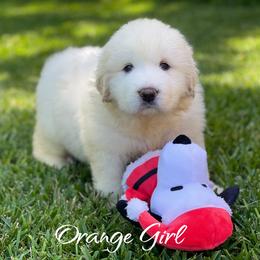 Orange Girl - White female Great Pyrenees puppy in Red Bluff, California from River's Bend Walnut Orchard