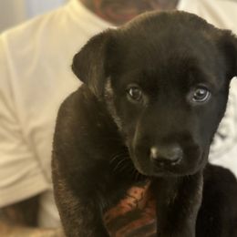 Boy 2 - Black brindle Dutch Shepherd puppy in Watertown, Connecticut from APACHE CANINE