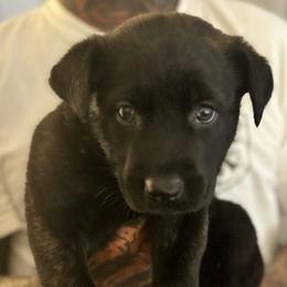 Boy 2 - Black brindle Dutch Shepherd puppy in Watertown, Connecticut from APACHE CANINE