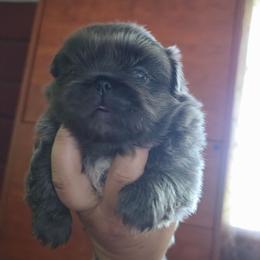 Papa smurf - Gray male Pekingese puppy in Winchester, Virginia from Posh Pekingese