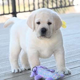MR. GOLD - Yellow male Labrador Retriever puppy in Pasco, Washington from ROCK CREEK LABRADORS