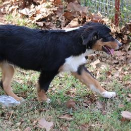 Houston - Black tri-color male Australian Shepherd puppy in Kansas, Oklahoma from Windy G Farm