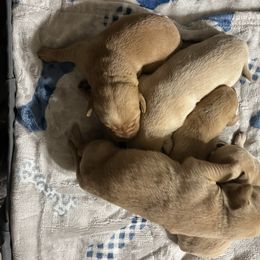 Boy 2 - Yellow male Labrador Retriever puppy in Jacksboro, Texas from J and D Retrievers