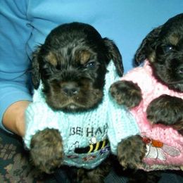 Cocker Spaniel Puppies from Lehi Cockers