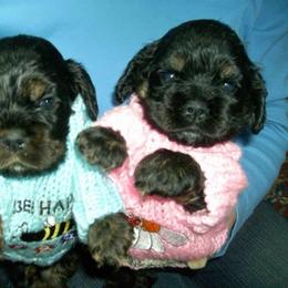 Cocker Spaniel Puppies from Lehi Cockers