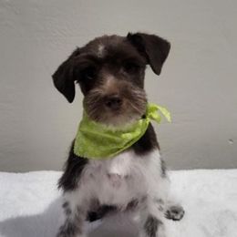 Miniature Schnauzers from Independent Schnauzers