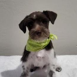 Miniature Schnauzers from Independent Schnauzers