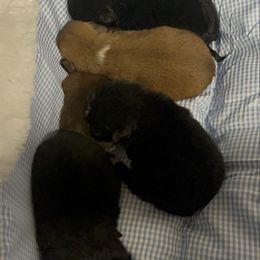 Pekingese puppies from Silver Bells Paw Prints