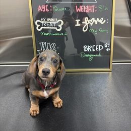 Dachshund All Grown Up from Sausage Strolls