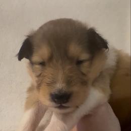 Vixen - Sable and white female Collie puppy in Morocco, Indiana from Collegiate Bassets and Rheign Collies