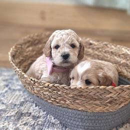 Meet McKenzie :) - Apricot female Cavapoo puppy in Centerville, Iowa from Barnyard Dachshunds, Dals & Doodles