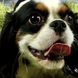 Prince - Cavalier King Charles Spaniel