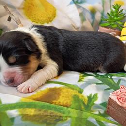 Haze (Tan Collar) - Black tri-color male Australian Shepherd puppy in Okeechobee, Florida from Rothsolid Puppies