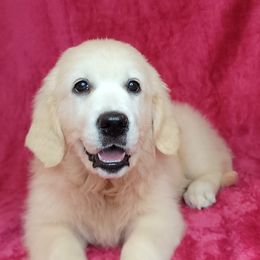 Girl 1 - Light golden female Golden Retriever puppy in Pembroke, Virginia from Springhouse Farms