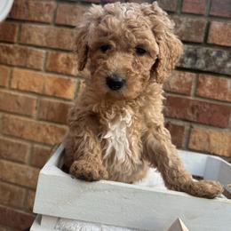 Oatmeal - Apricot female Goldendoodle puppy in Taylorsville, North Carolina from Doggone Dixie Doodles