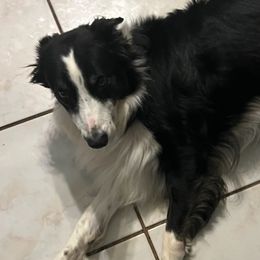Border Collies from Odin & Freya