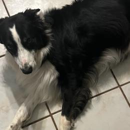 Border Collies from Odin & Freya