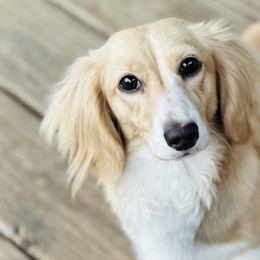 Dachshunds and Doberman Pinschers from Jensen Dobermans and Dachshunds