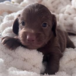 Moose - Chocolate male Dachshund puppy in Bentonville, Arkansas from T & D Dachshunds by design