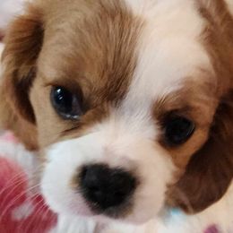 Cavalier King Charles Spaniels from Bill's Cavalier