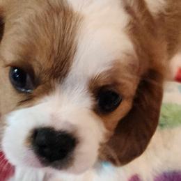 Cavalier King Charles Spaniels from Bill's Cavalier