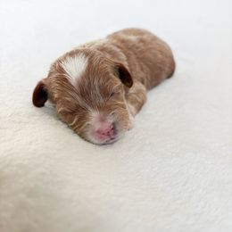 Goldendoodle and Maltipoo Puppies from Pnwfamilydoodles