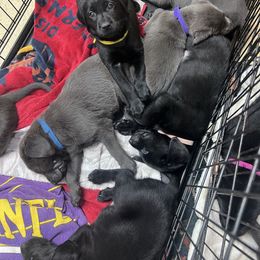 Noel - Labrador Retriever puppy from Long Valley Labradors