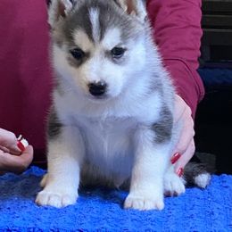 Boy 4-Blue Collar - Gray and white Siberian Husky puppy in Atlanta, Georgia from Halo Siberians & Shiba Inu